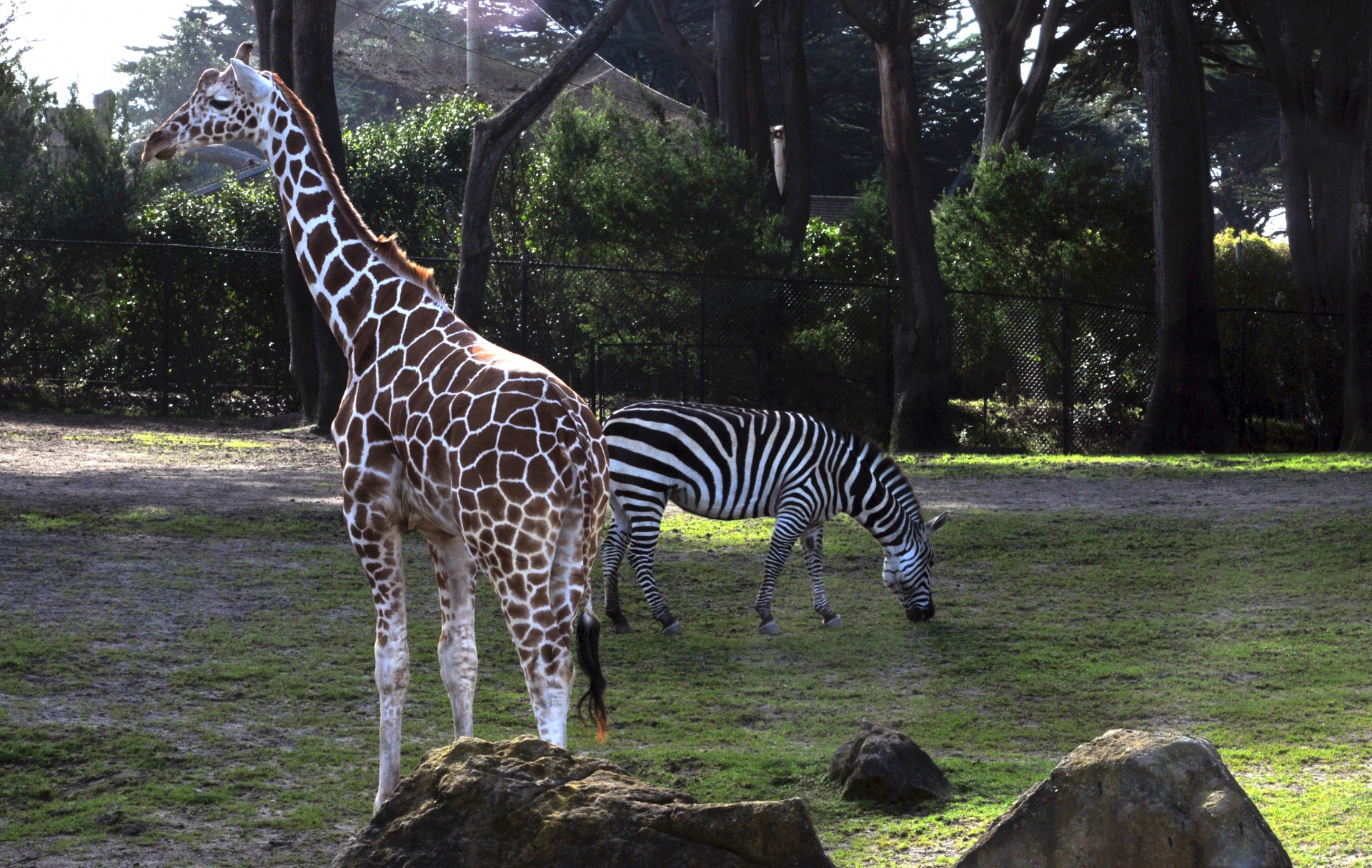 giraffe zebra zoo free photo