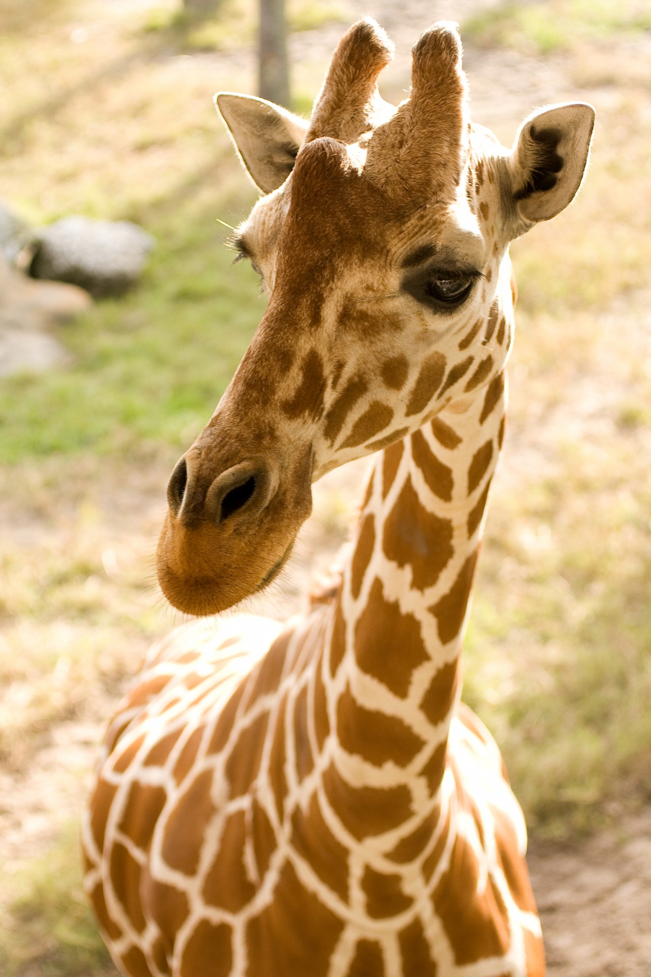 giraffe zoo animal free photo