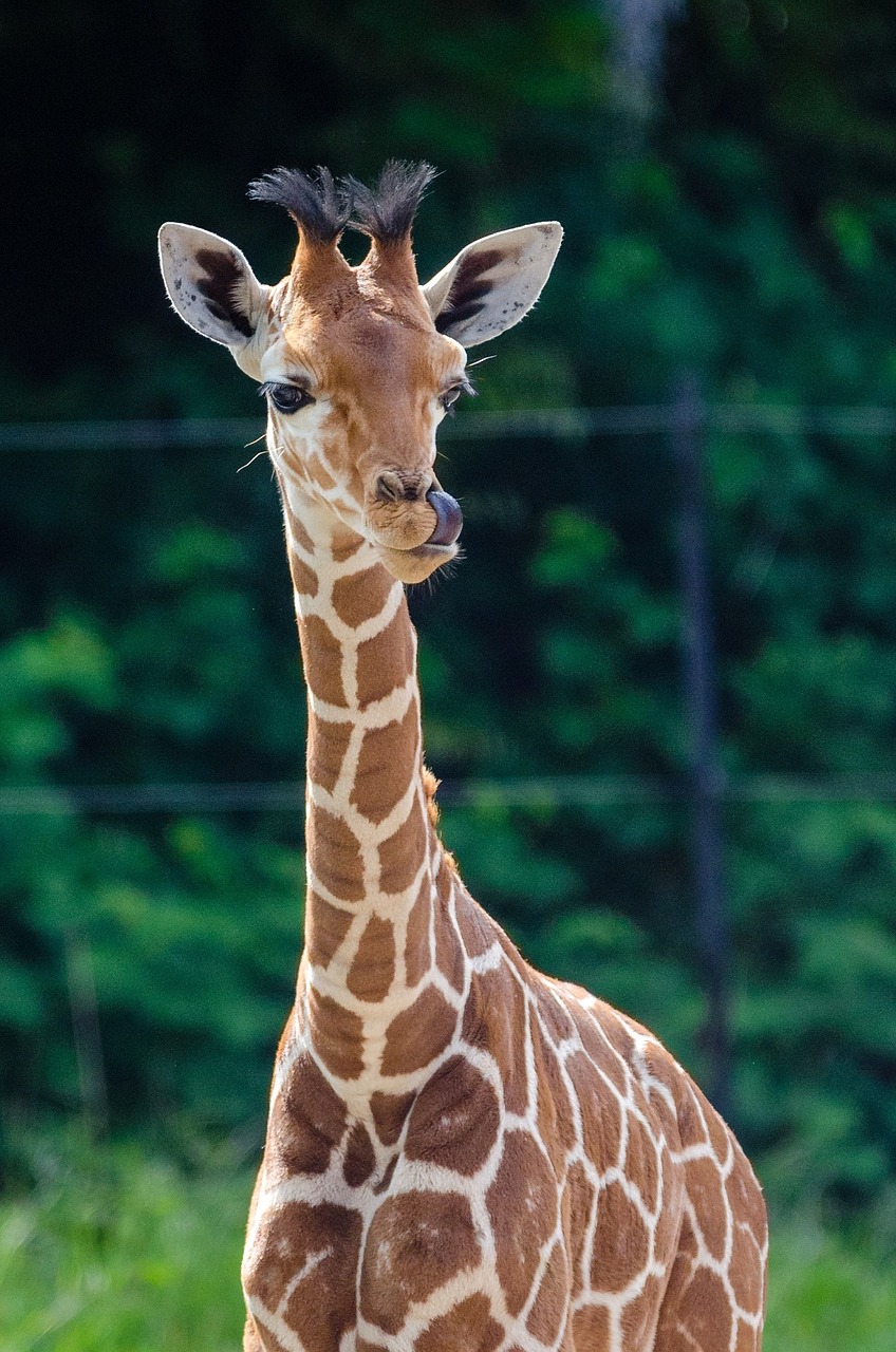 giraffe baby young animal free photo