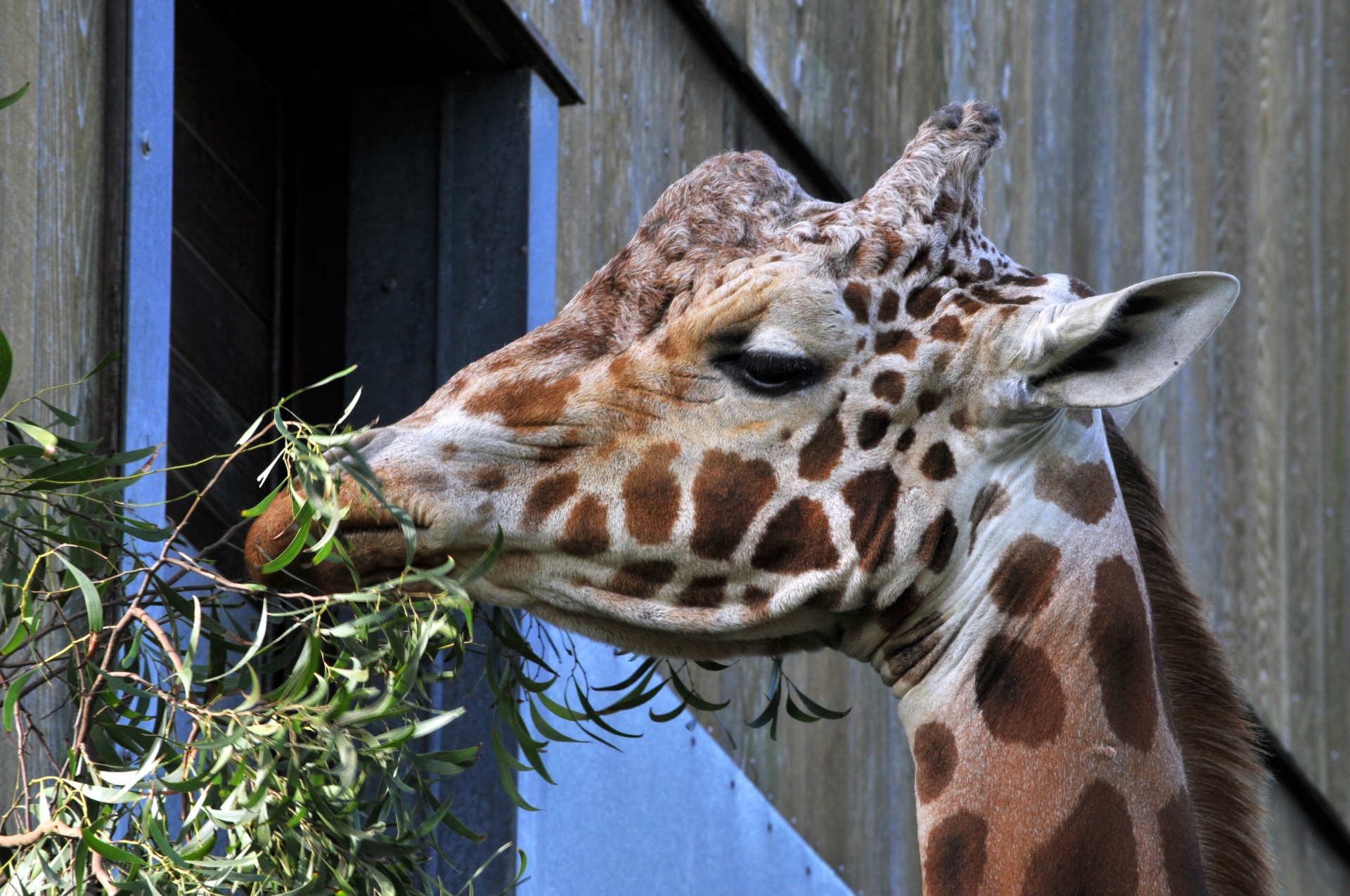 giraffe giraffes zoo free photo