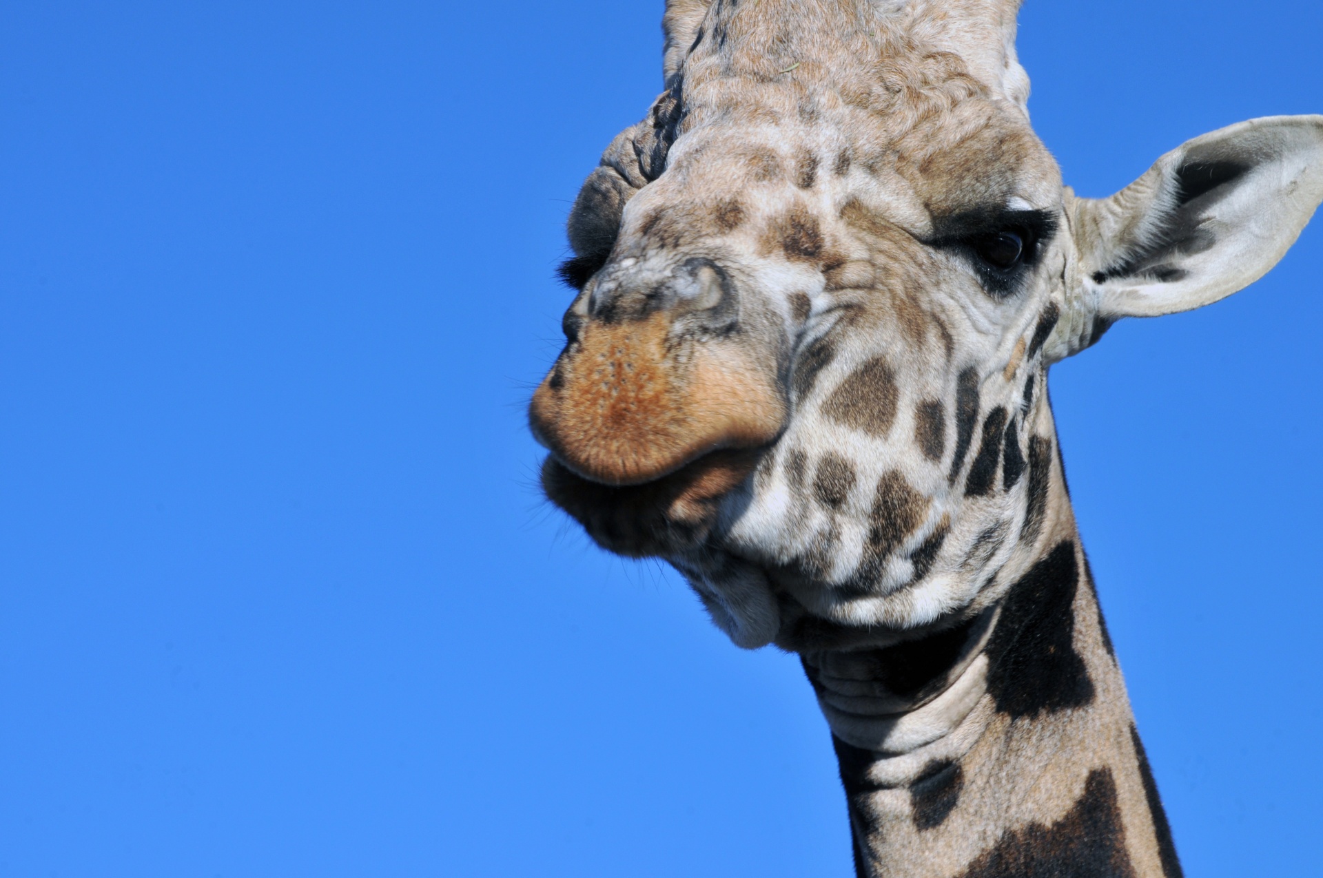 giraffe closeup animal free photo