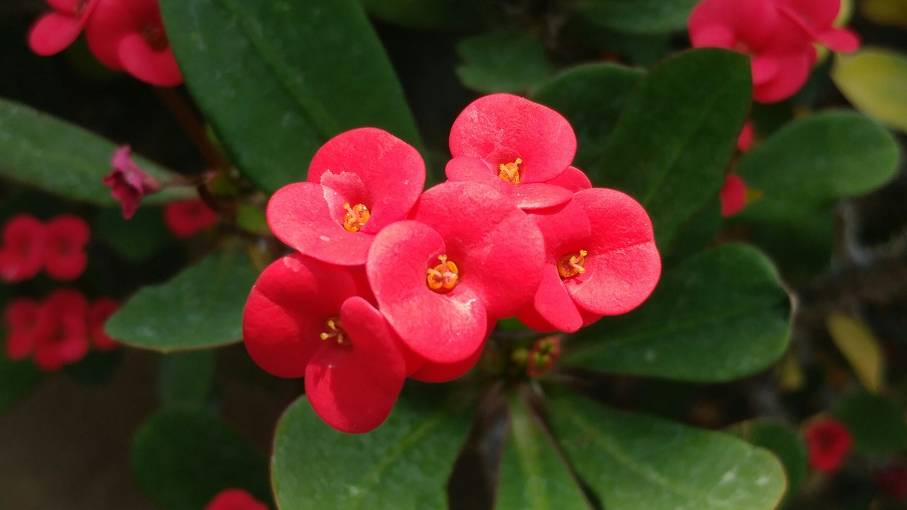 giraffe flower spring flowers botanical garden free photo