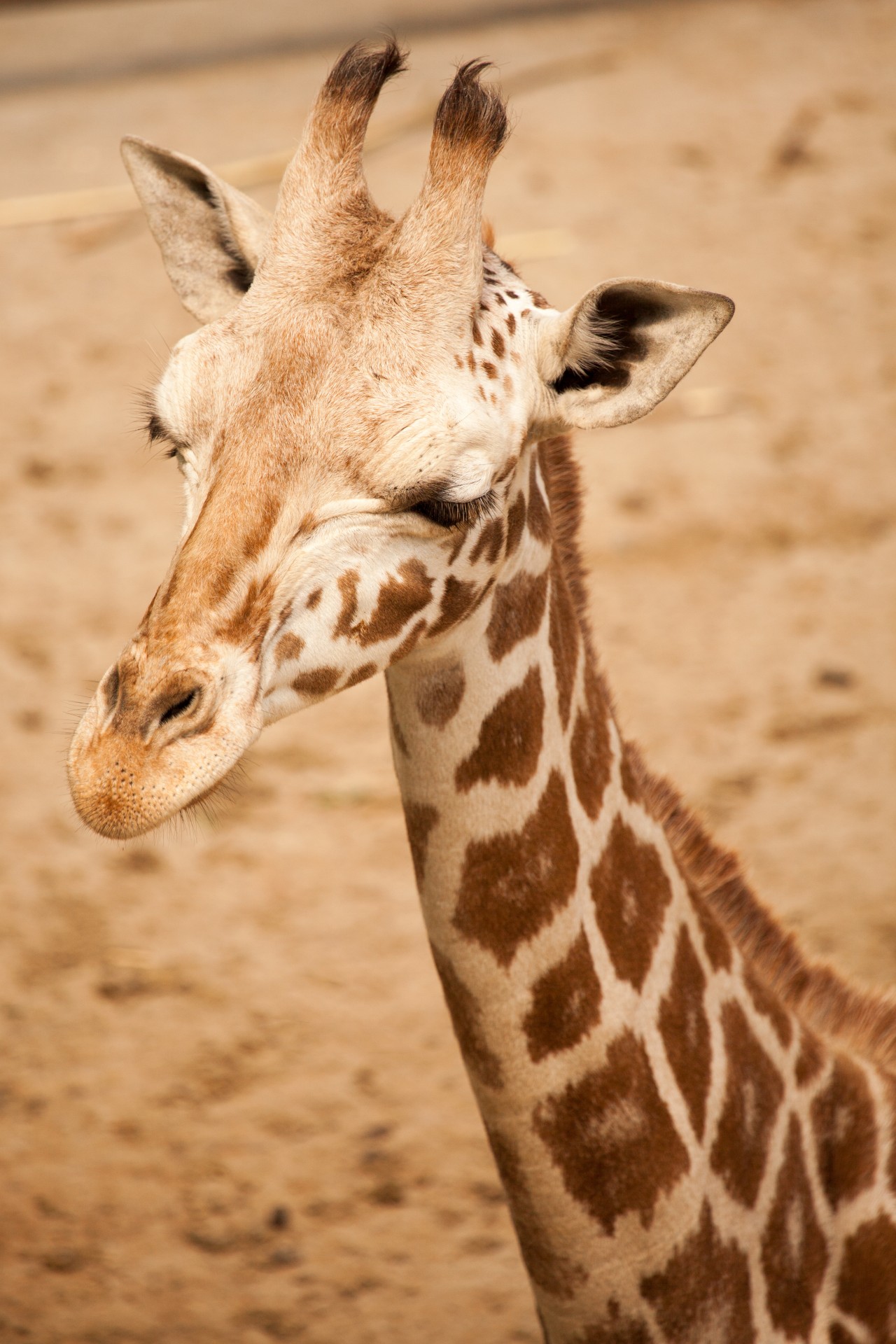 giraffe african animal free photo