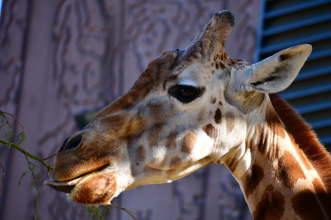 giraffe head  giraffe  big animal head free photo