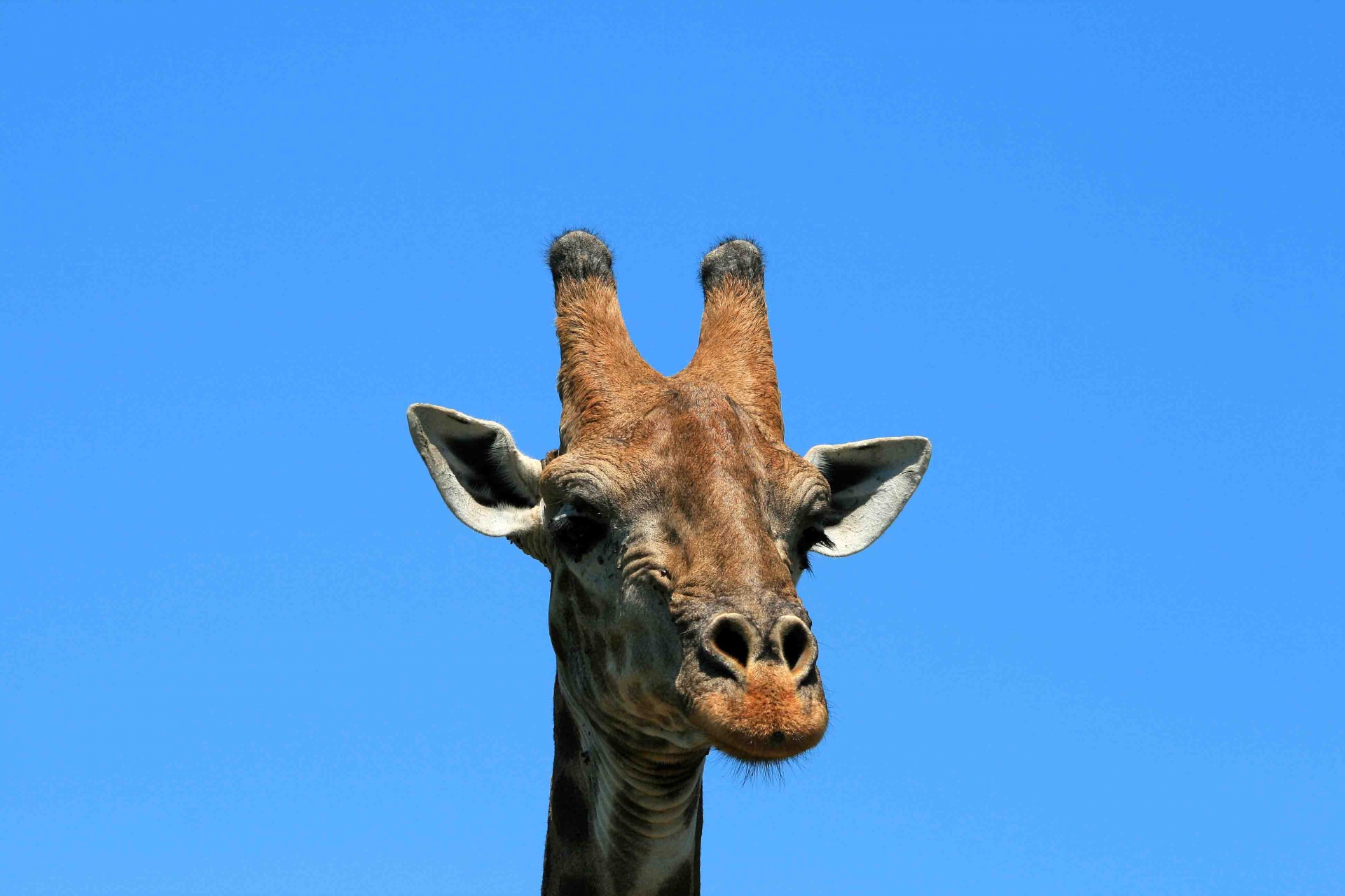 giraffe animal game free photo