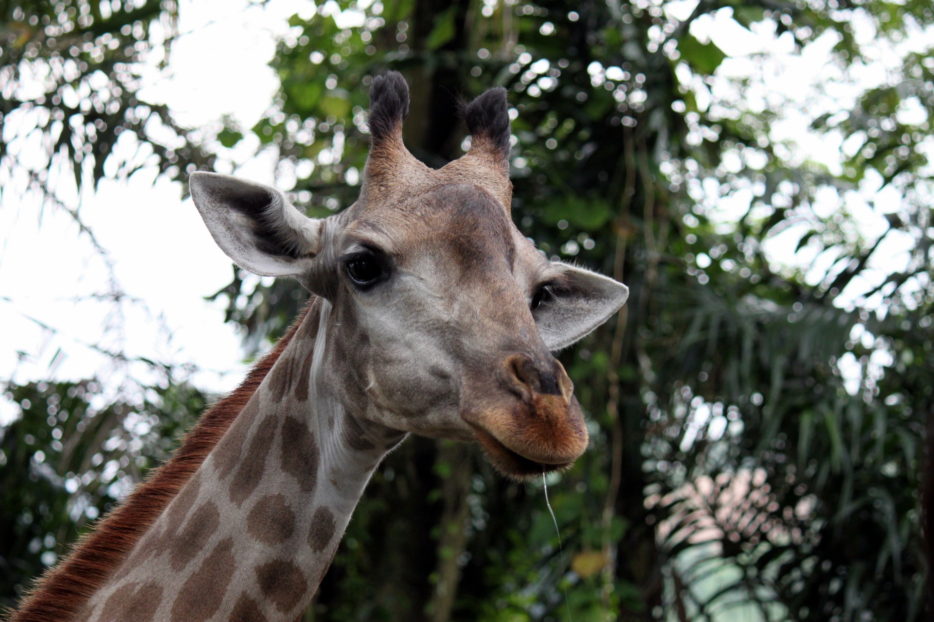 giraffe head and free photo