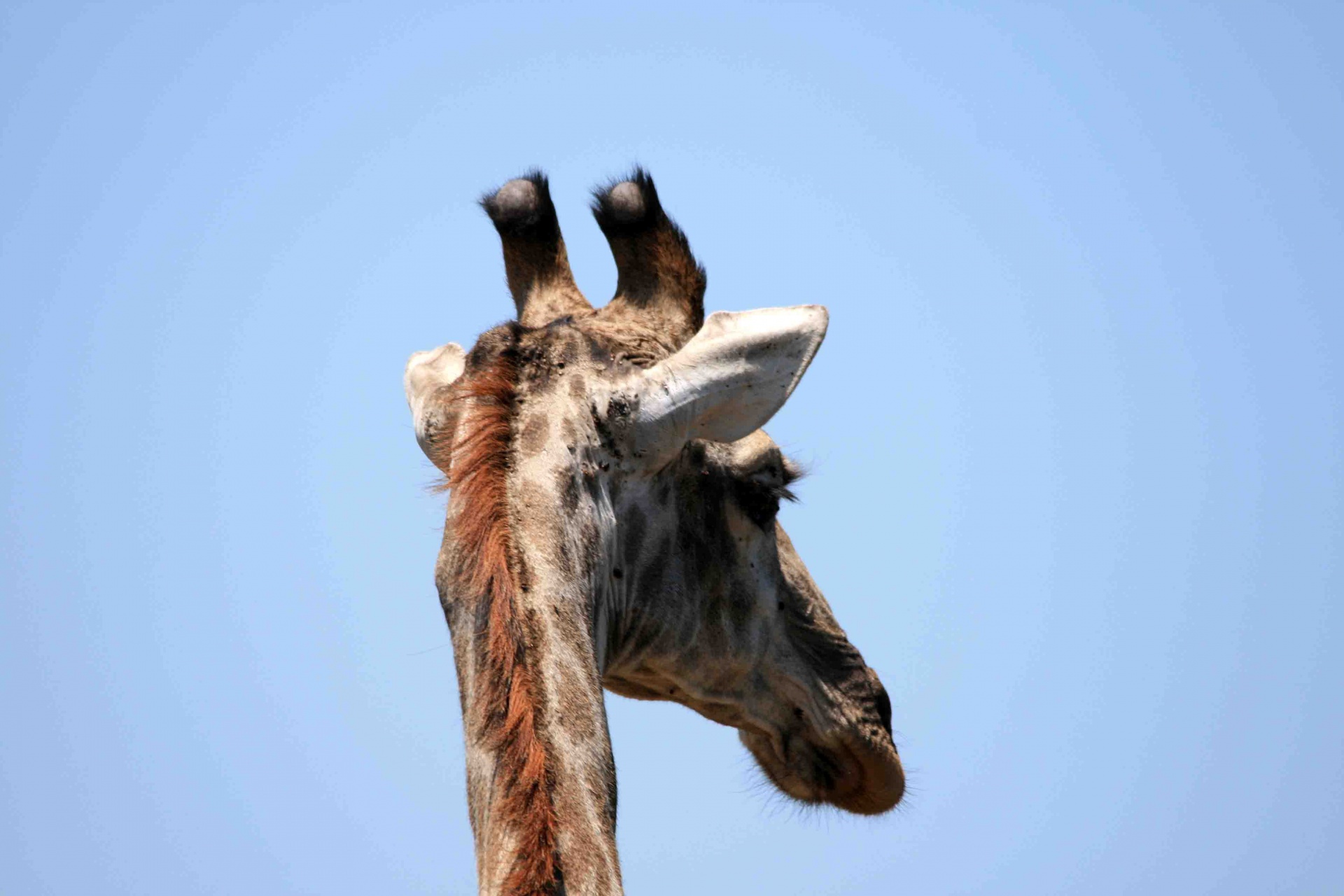 giraffe head horns free photo