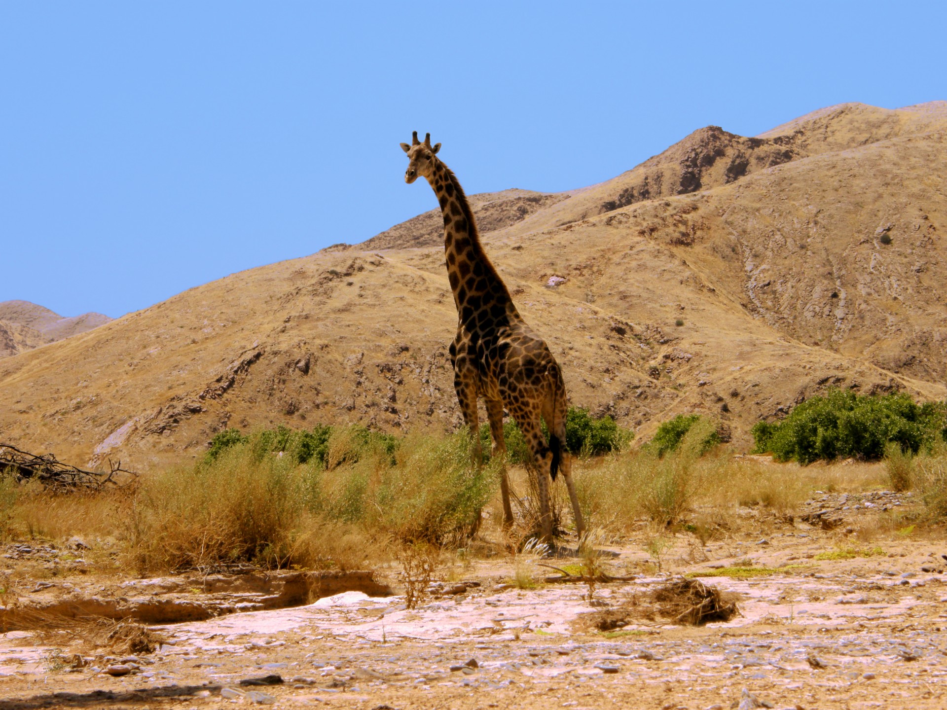 giraffe hills foothills free photo