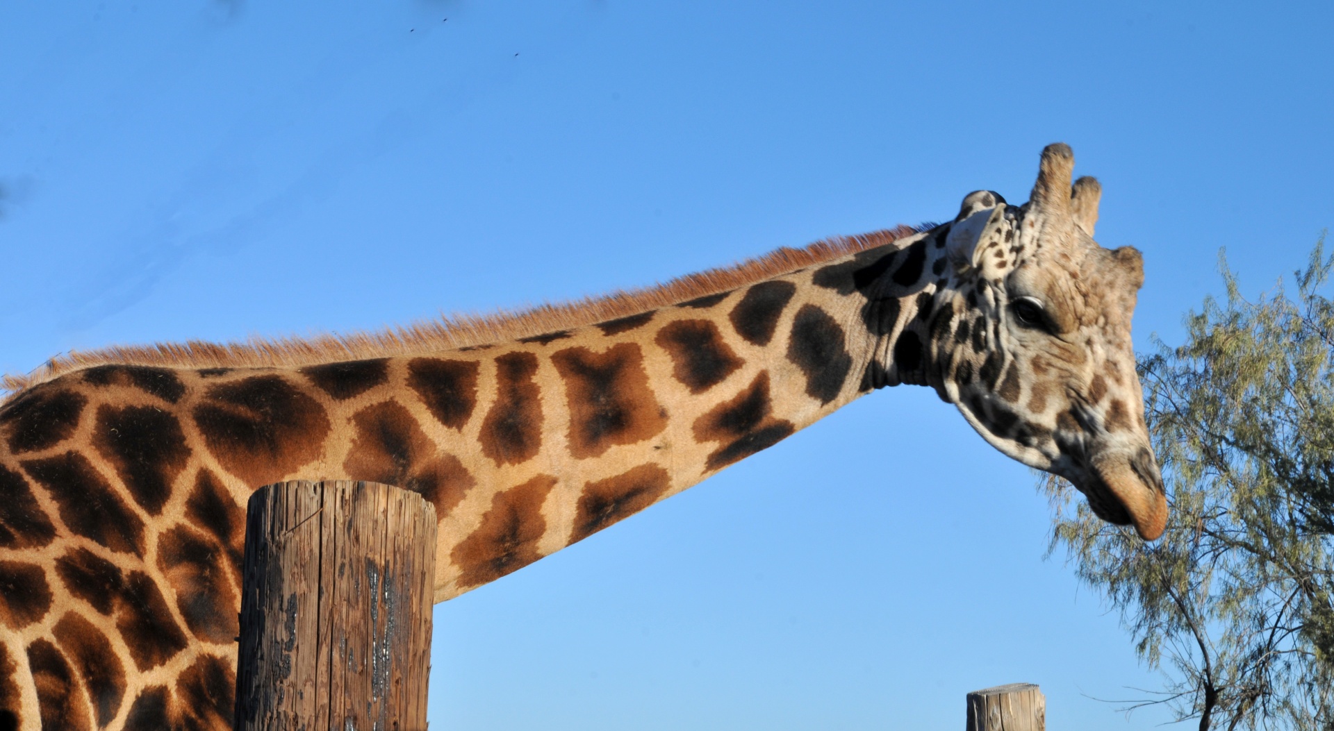 giraffe neck long neck free photo