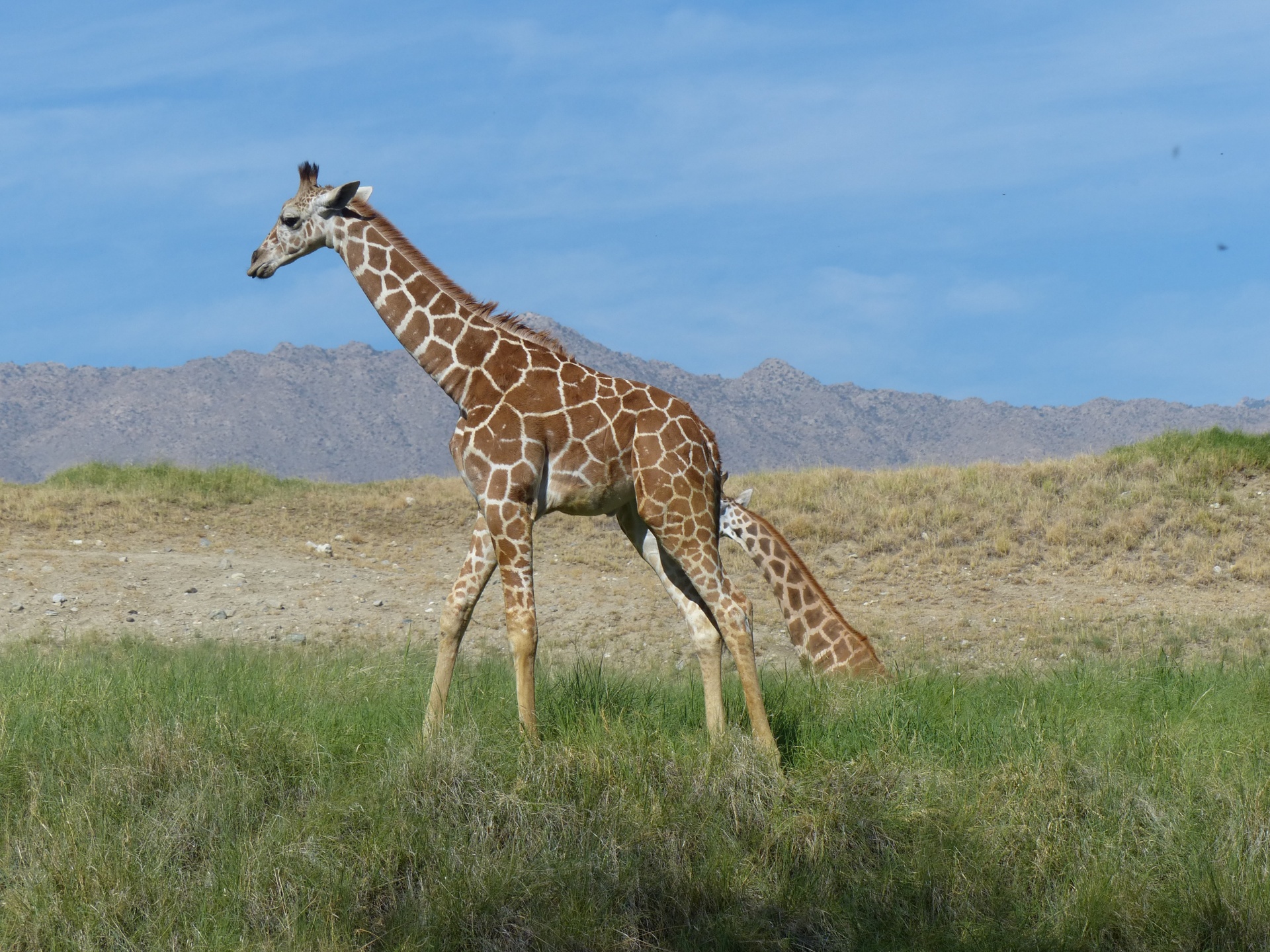 savannah giraffe animal free photo