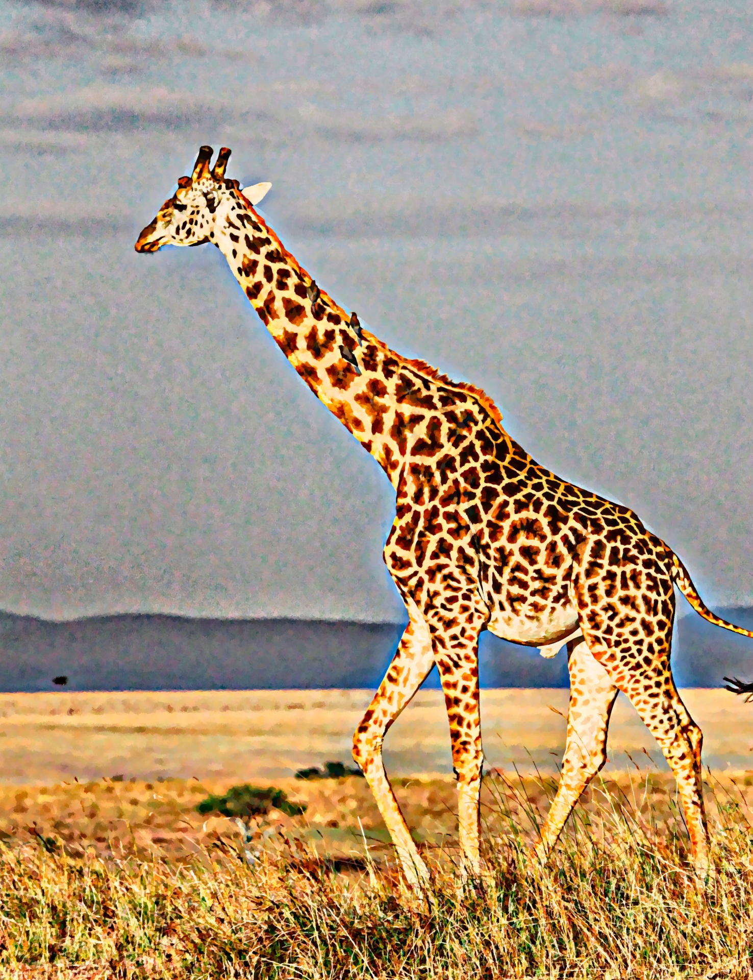 giraffe animal wild free photo