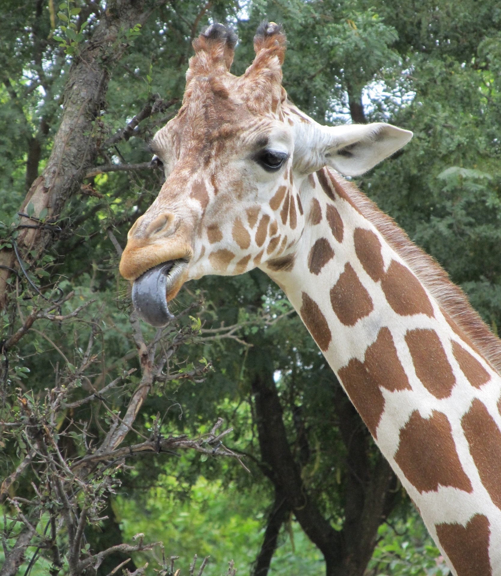 giraffe portrait head free photo