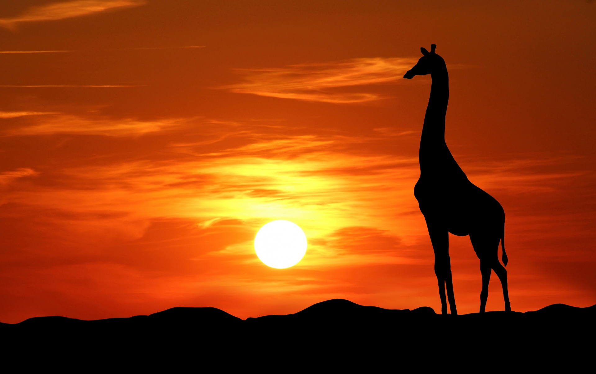 giraffe sunset silhouette free photo
