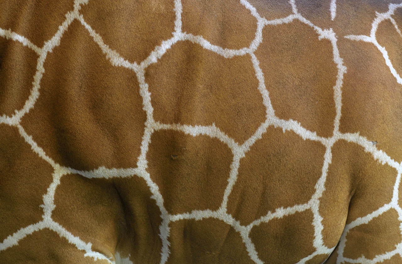 giraffe skin giraffe animal free photo