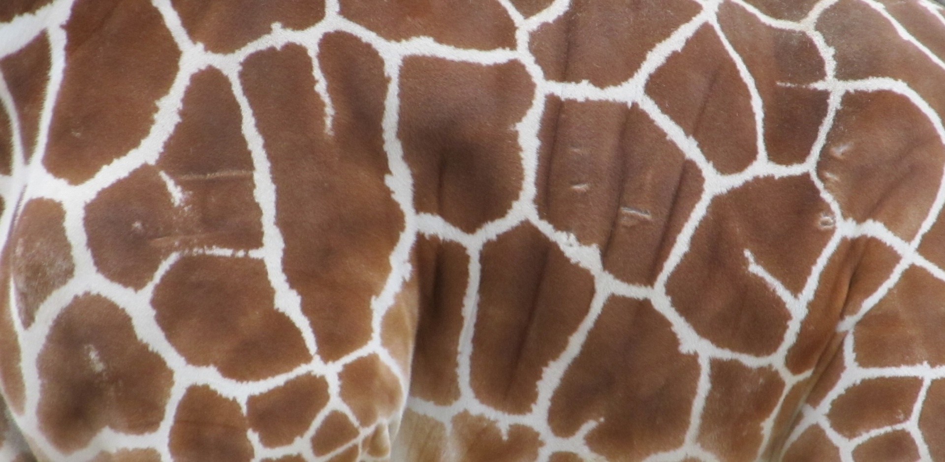 giraffe skin abstract background free photo
