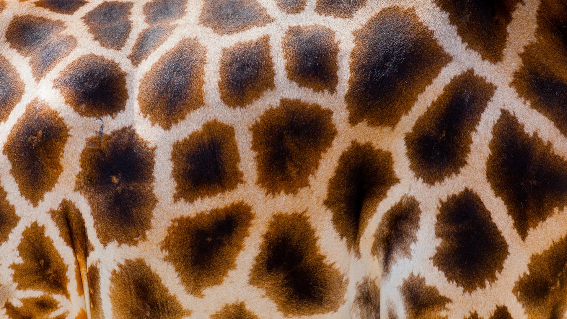 wild giraffe fur free photo