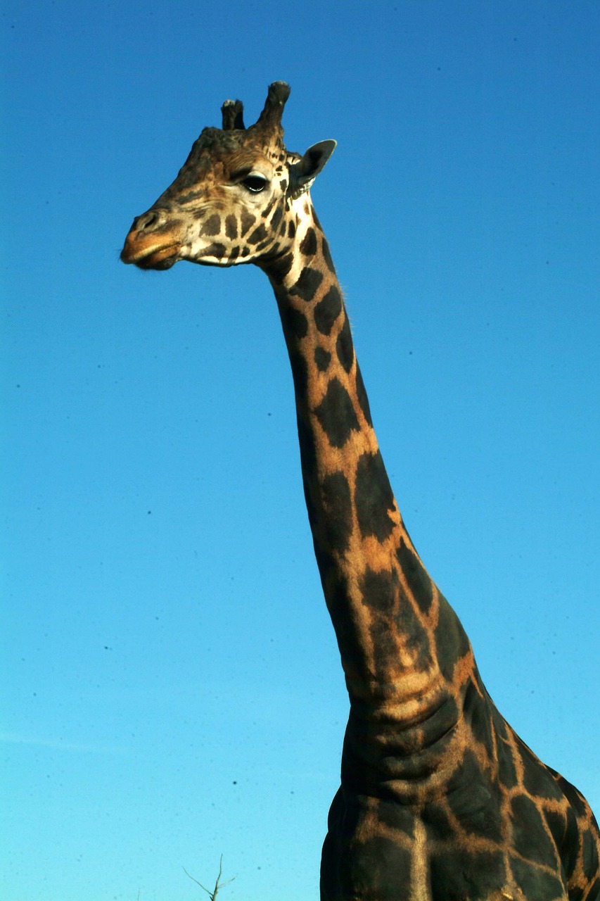 giraffee wild animal africa free photo