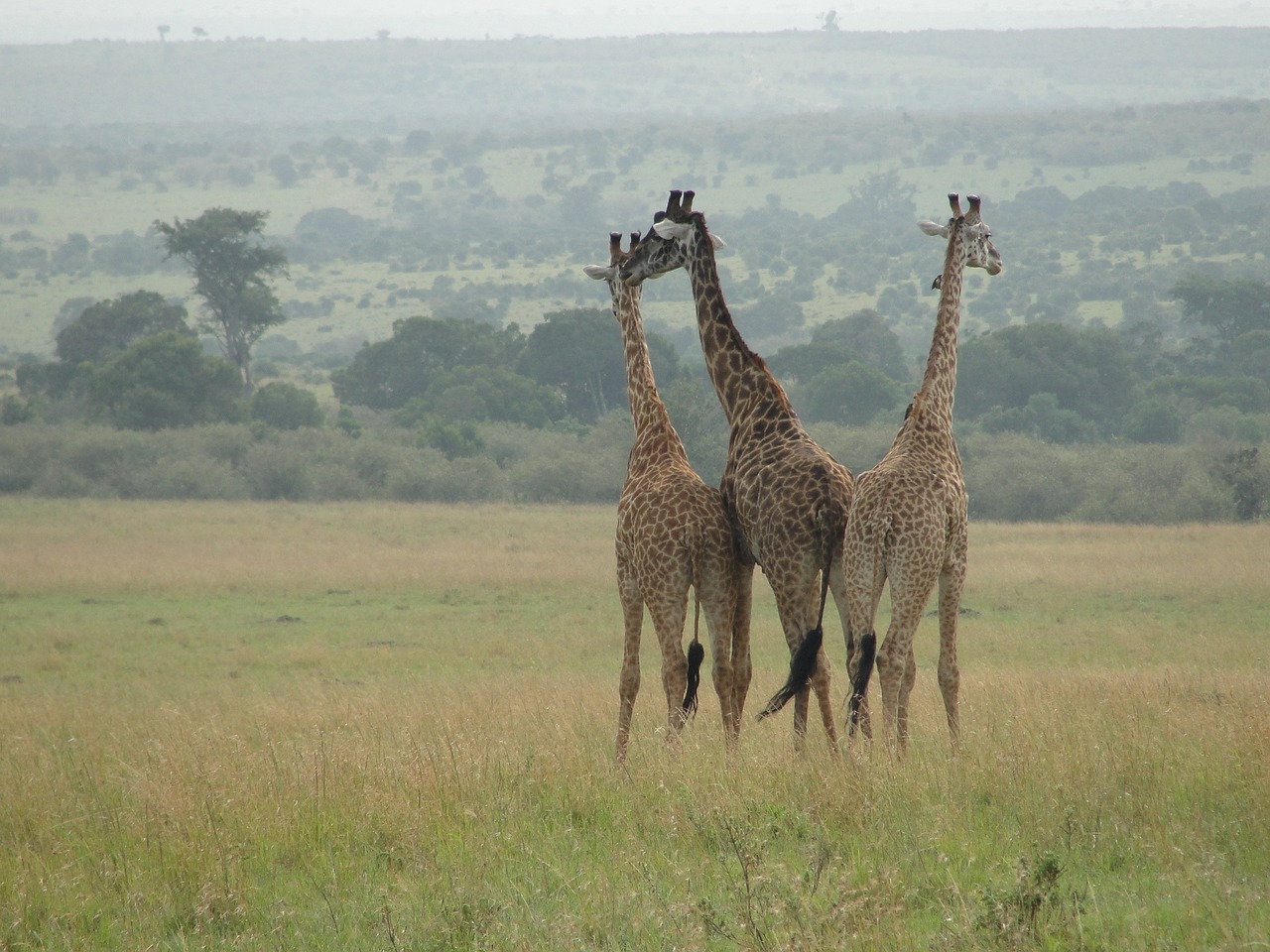 giraffes east africa animal world free photo