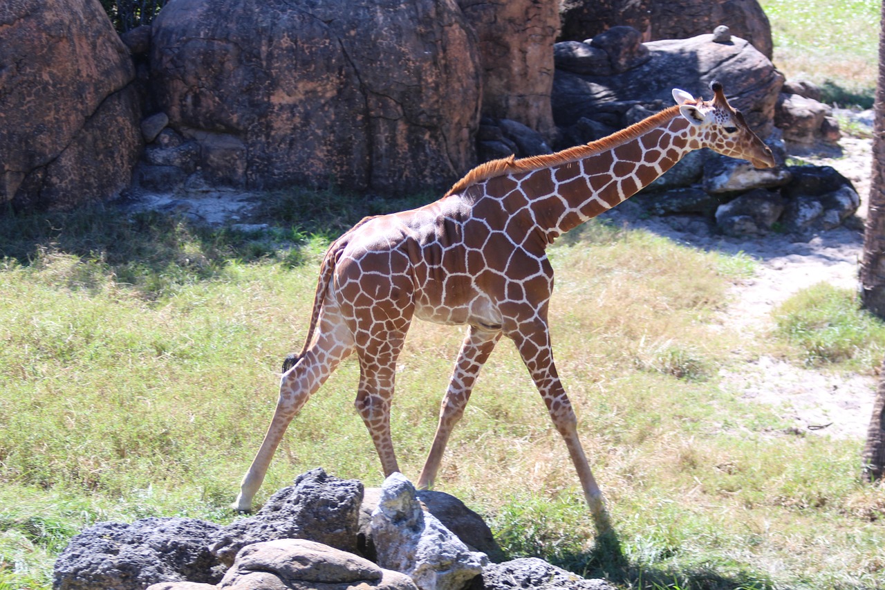 giraffes baby animals animals free photo