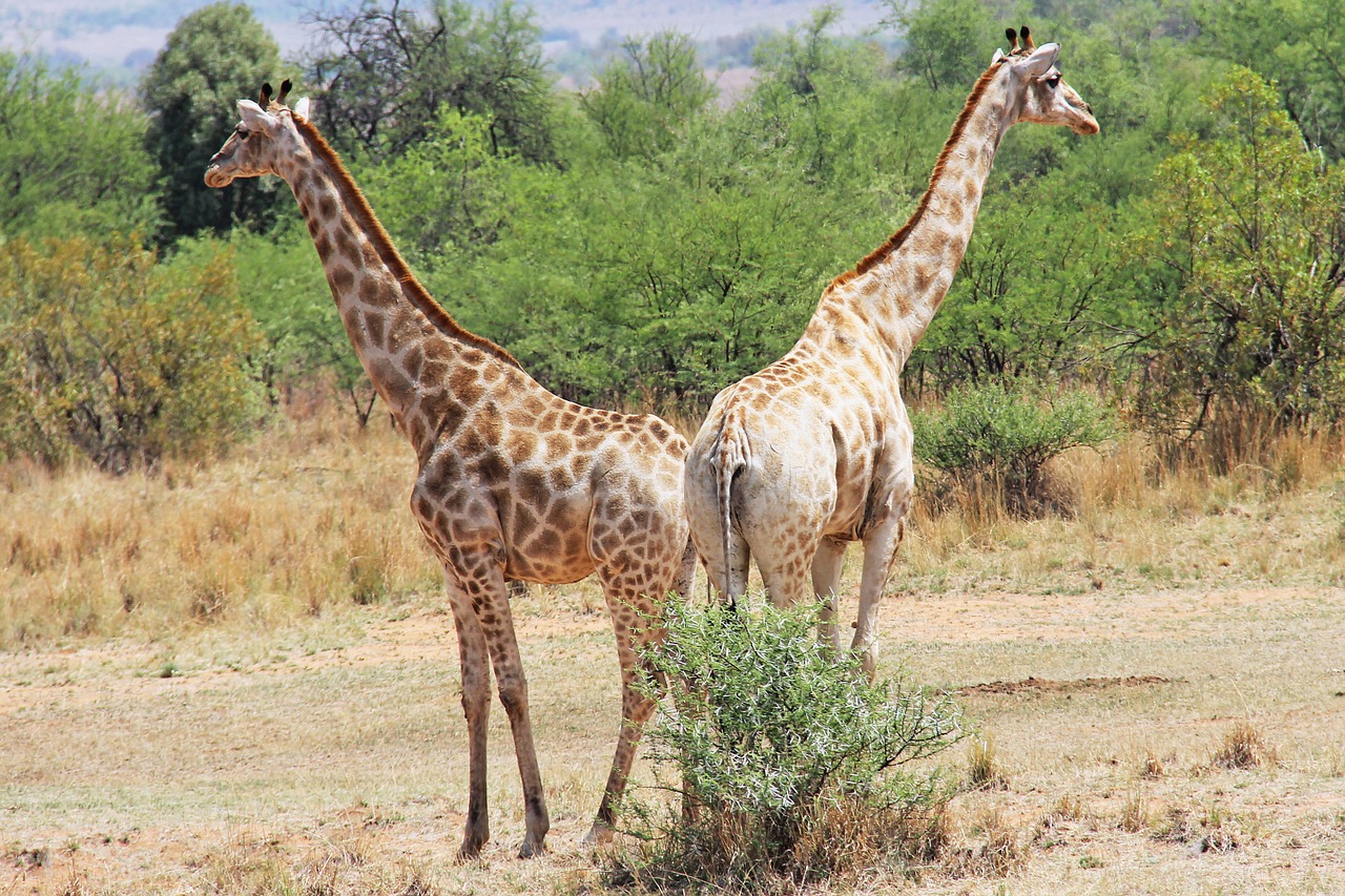 giraffes exciting adventure free photo