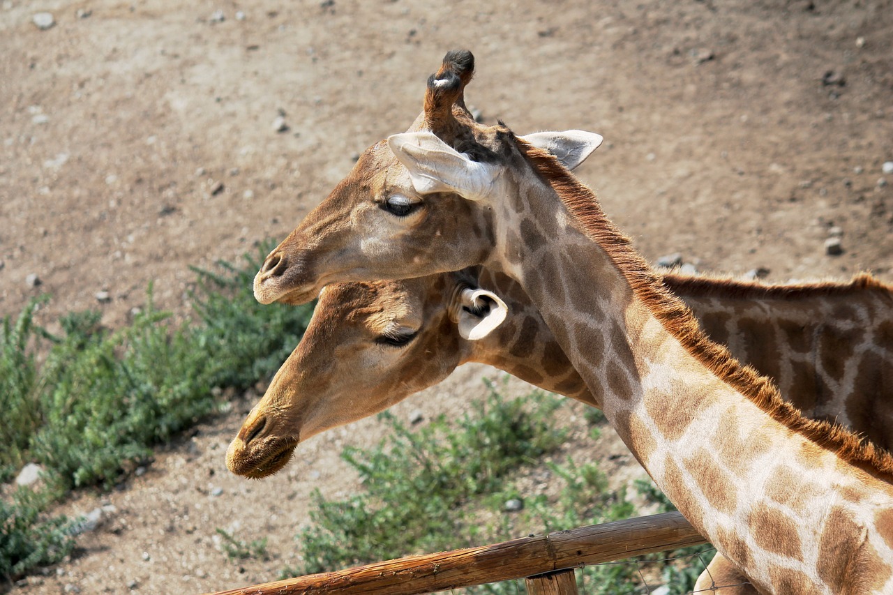 giraffes neck animals free photo