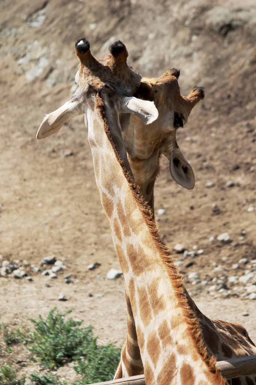 giraffes neck animals free photo