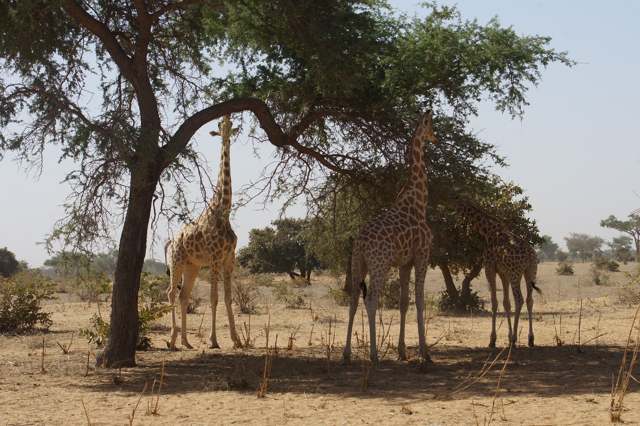 giraffes animals wild free photo