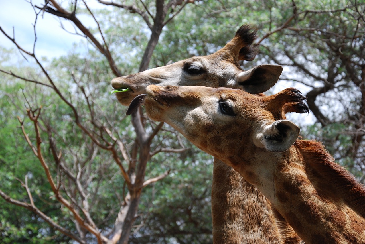 giraffes animals heads free photo