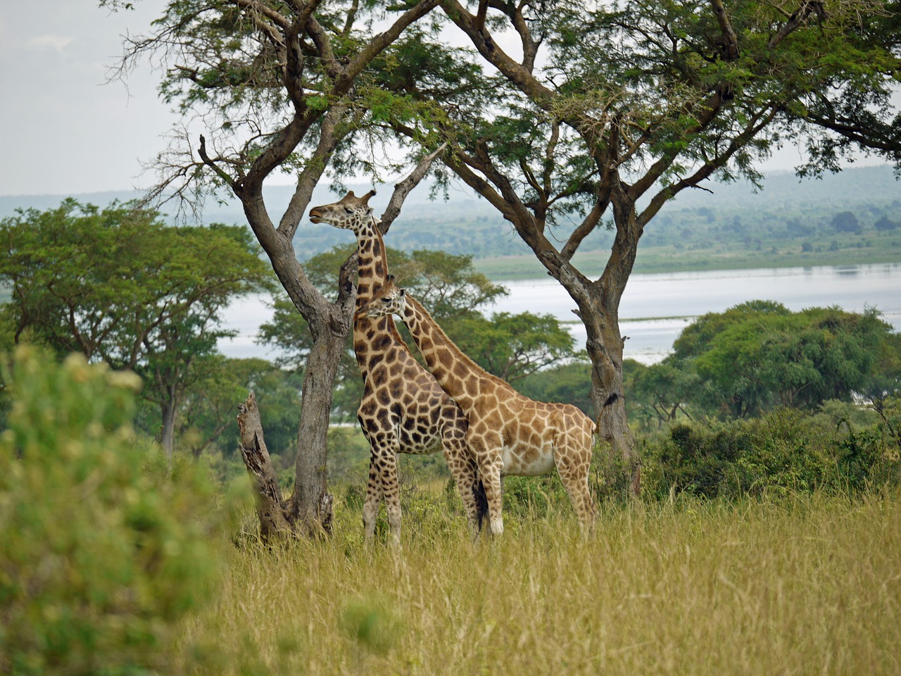 giraffes rothschild-giraffes uganda free photo
