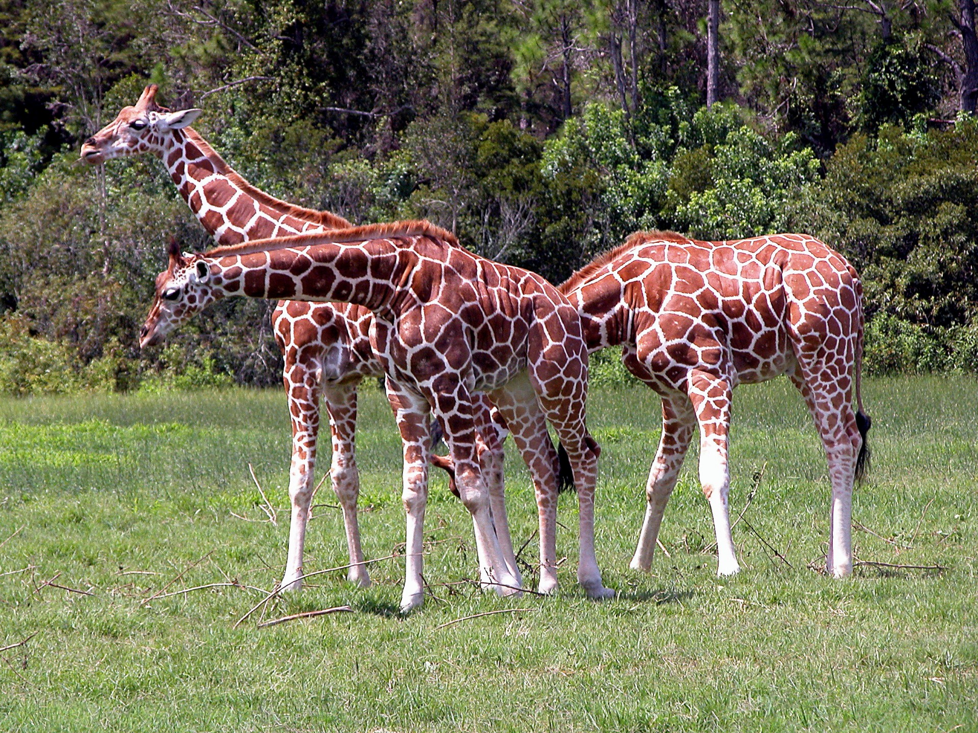 giraffe animals wildlife free photo