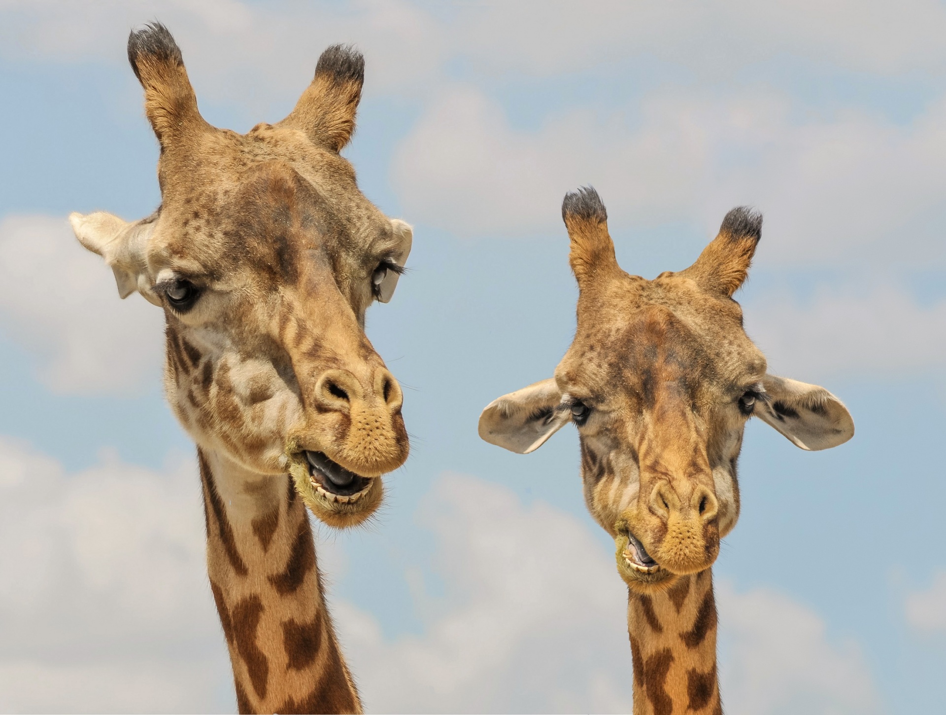 giraffes pair two free photo
