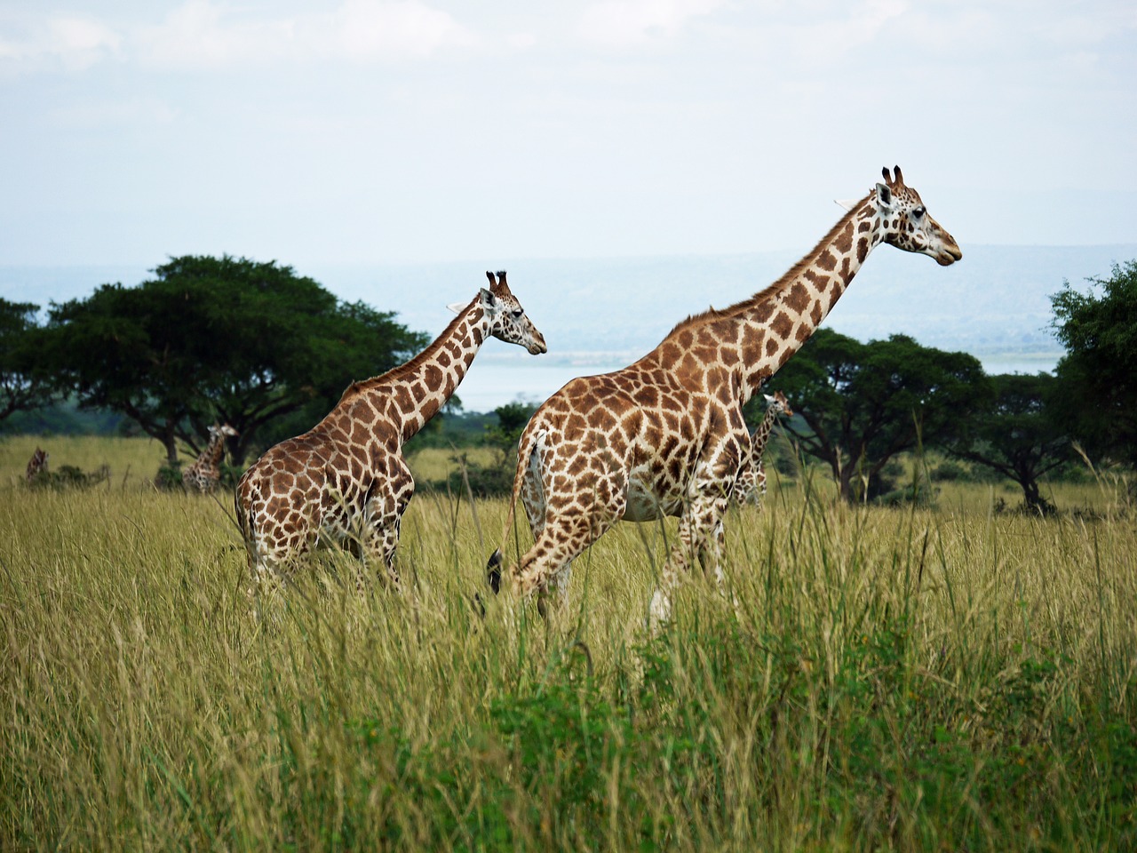 giraffes rothschild-giraffes uganda free photo