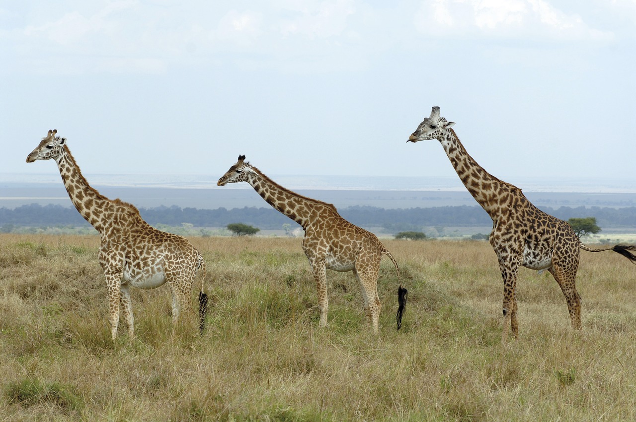giraffes savannah kenya free photo