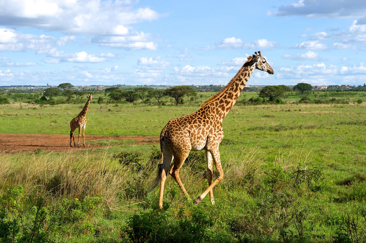 giraffes wildlife running free photo