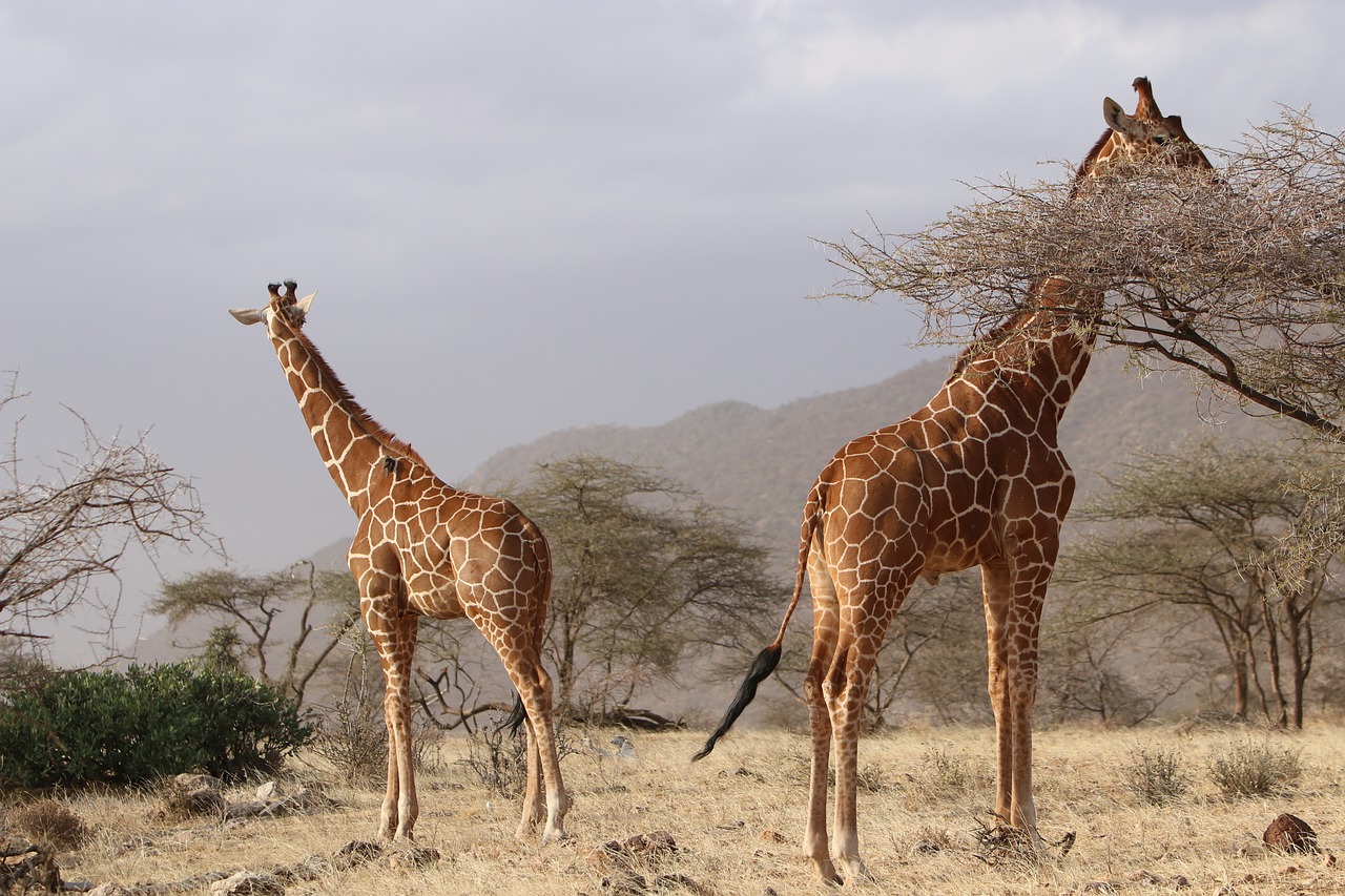 giraffes africa nature free photo