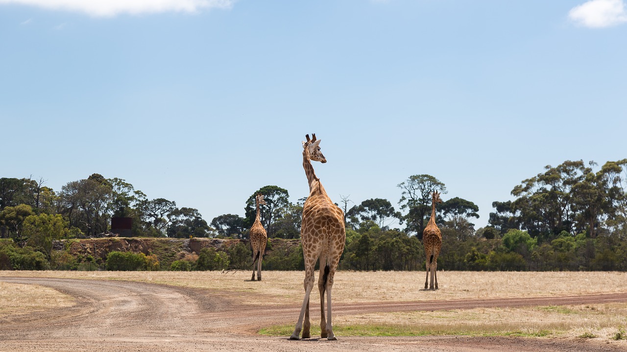 giraffes werribee zoo melbourne free photo