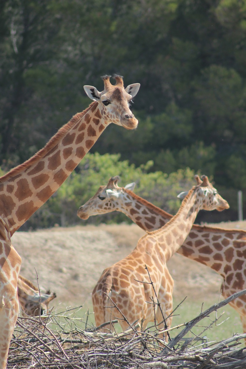 giraffes reserve africa free photo