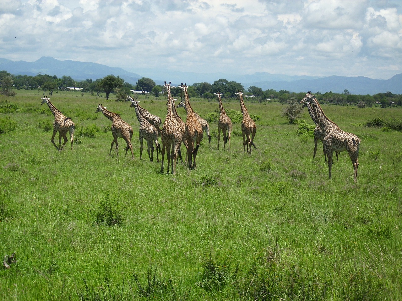 giraffes africa mikumi free photo
