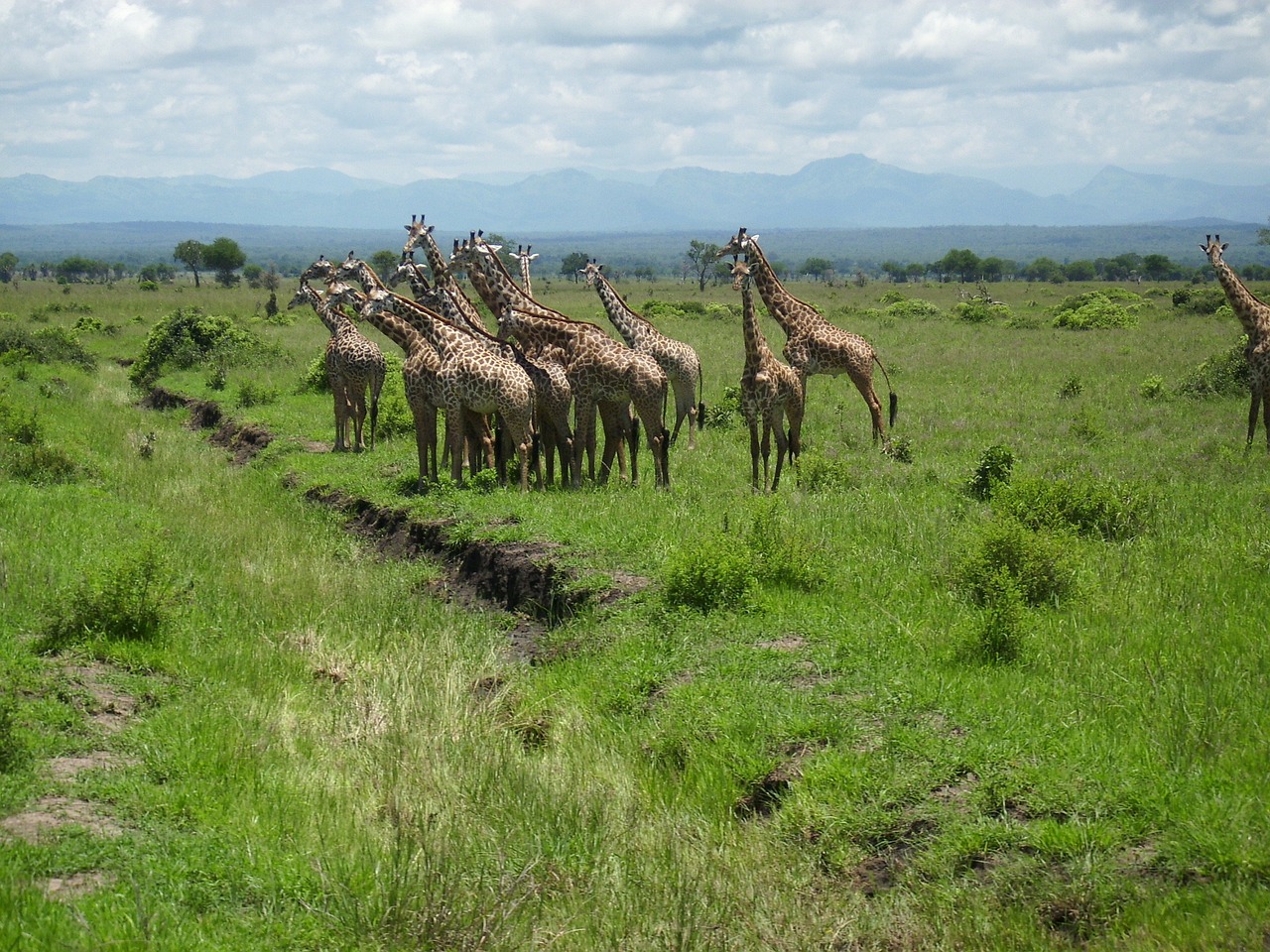 giraffes africa tansnia free photo