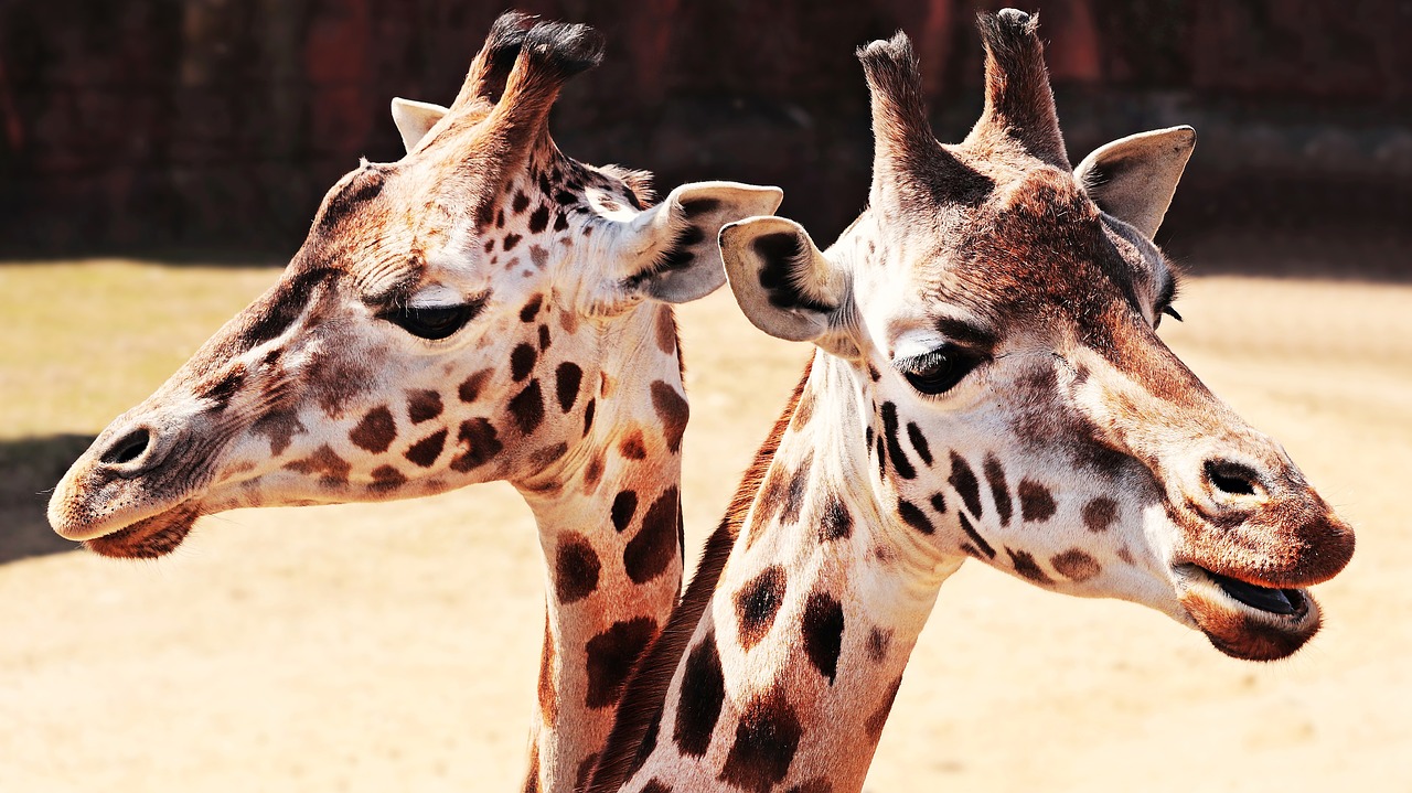 giraffes animal mammal free photo