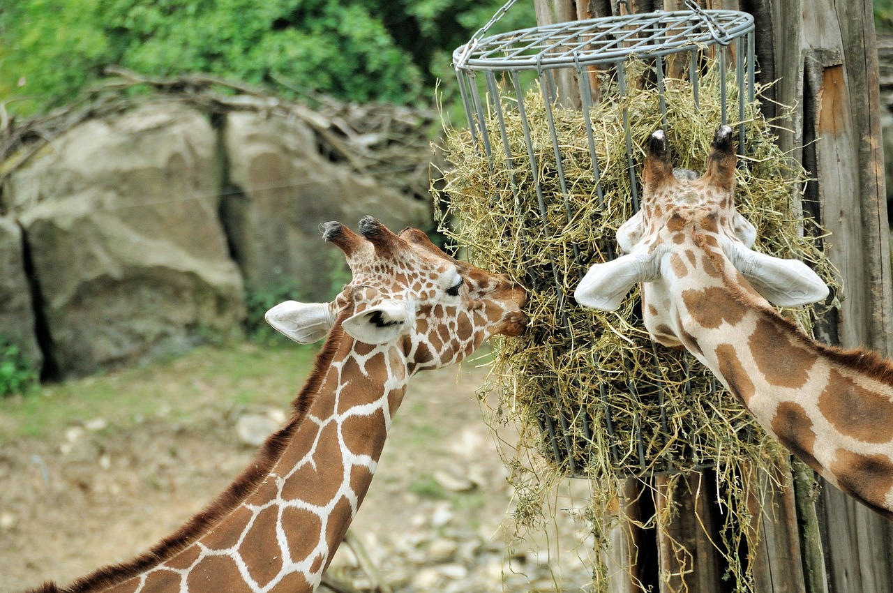 giraffes neck zoo free photo