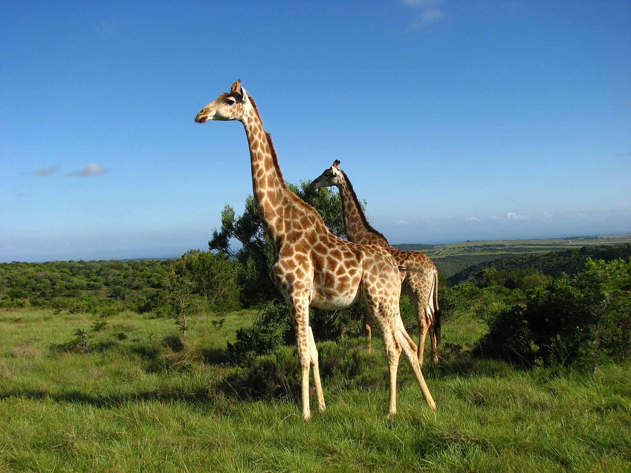 giraffes sky south africa free photo