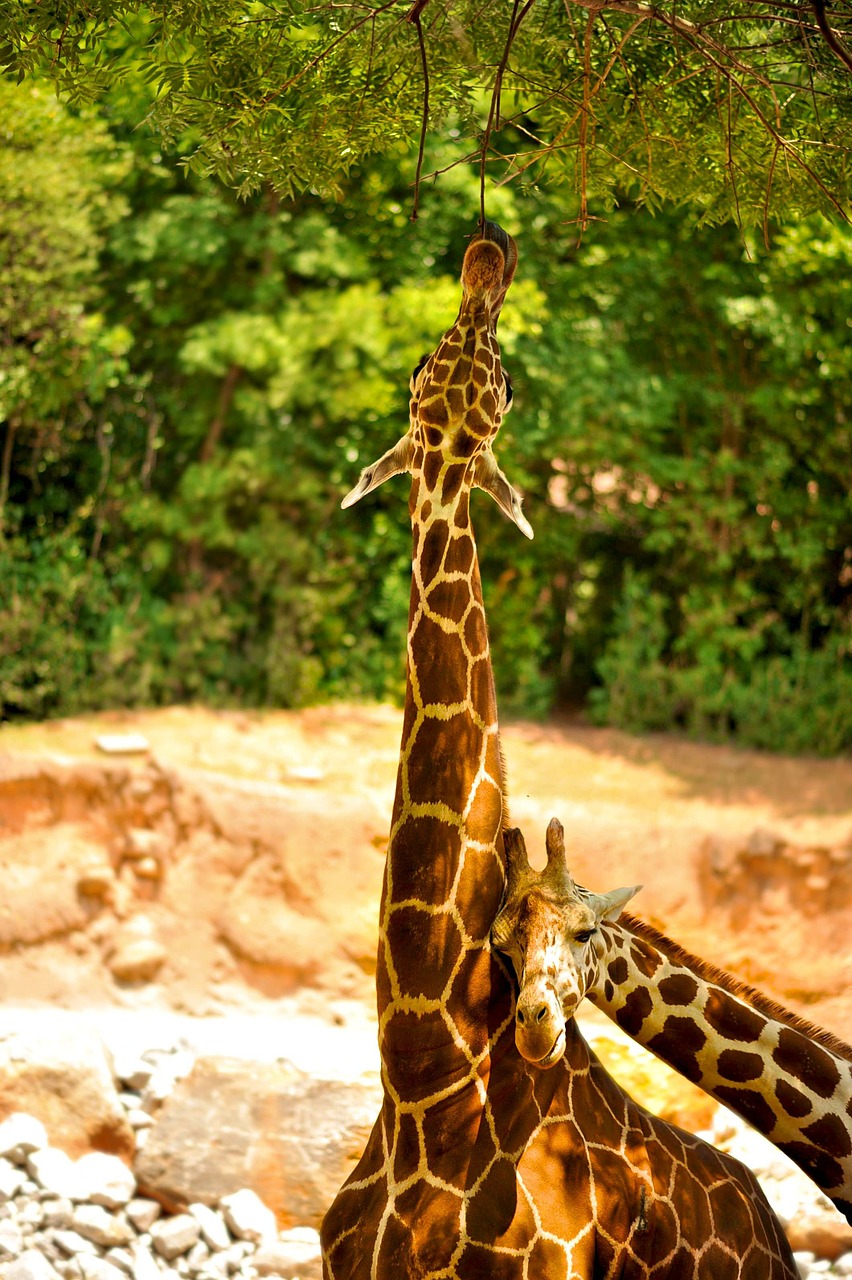 giraffes wildlife animal free photo