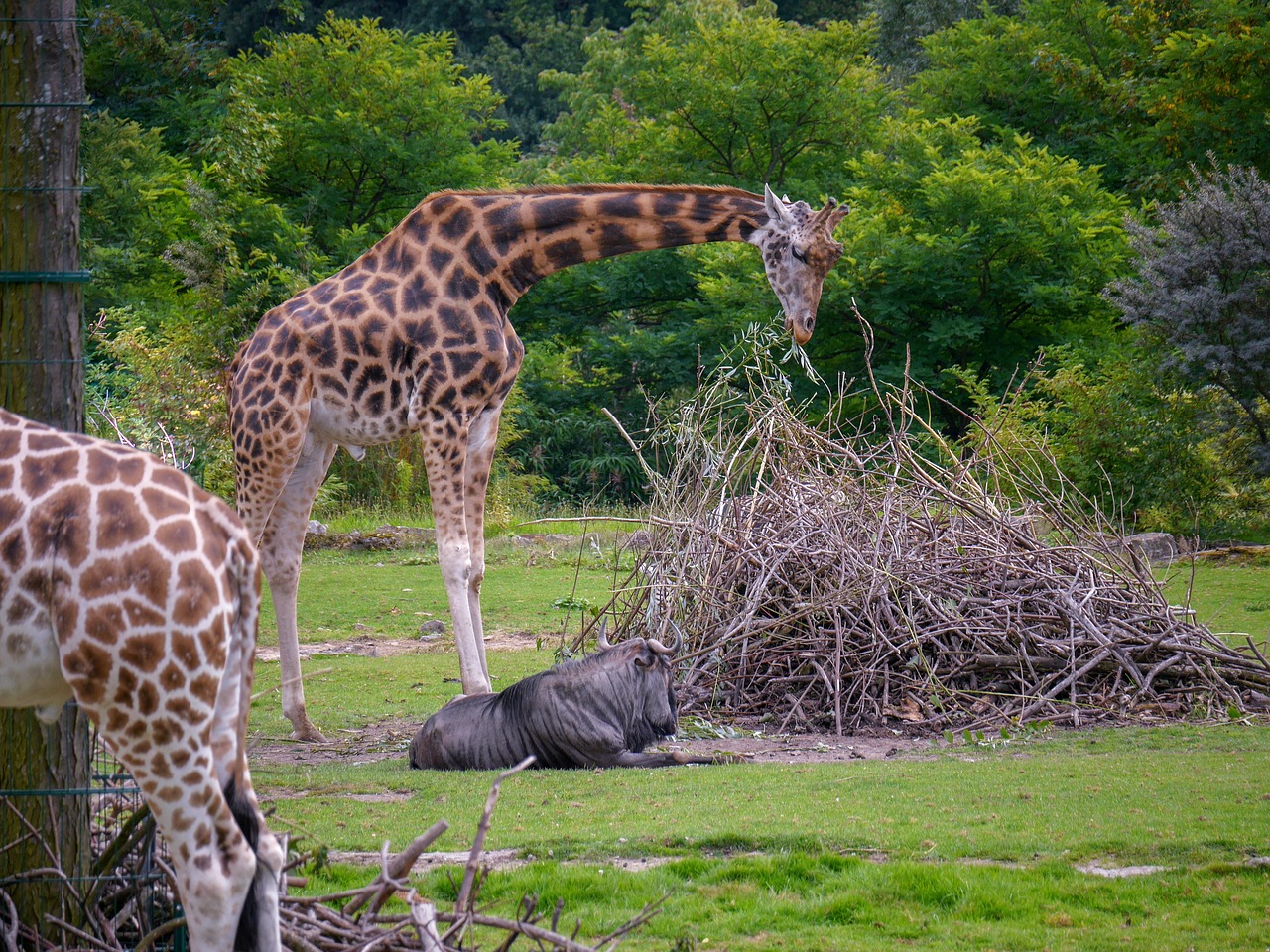 giraffes knu wilderness free photo