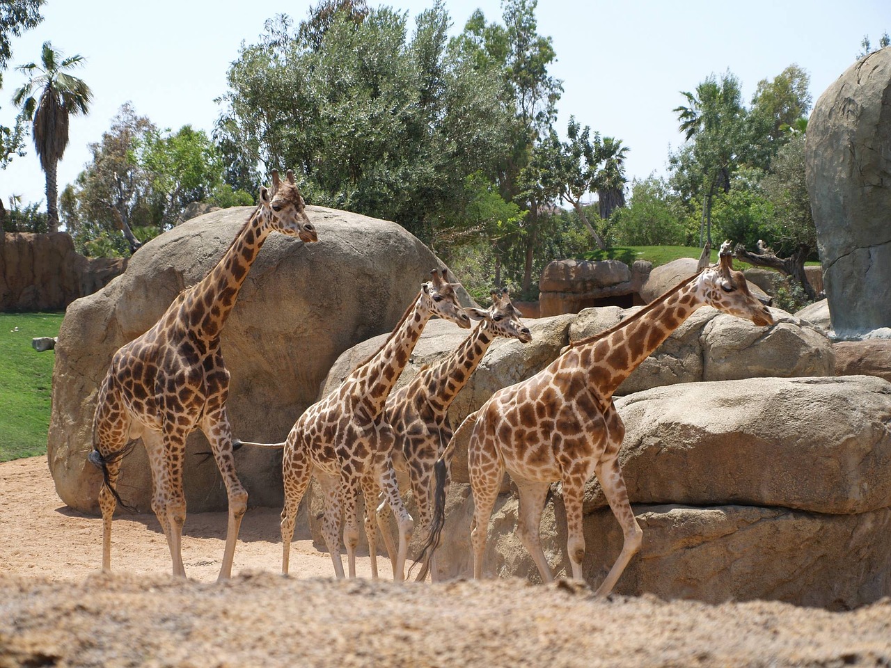 giraffes giraffe bioparc free photo