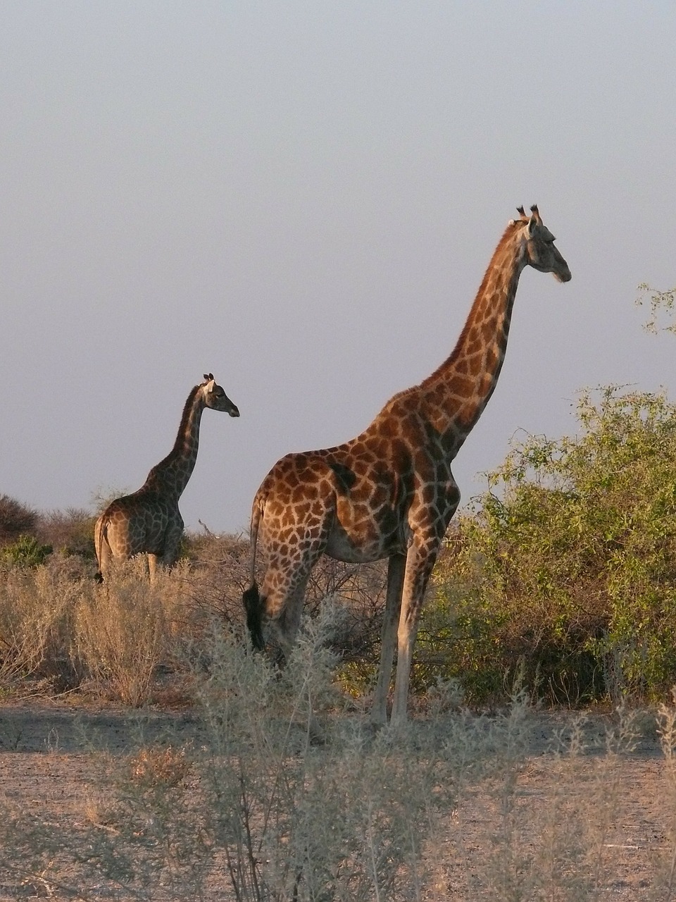 giraffes animals african free photo