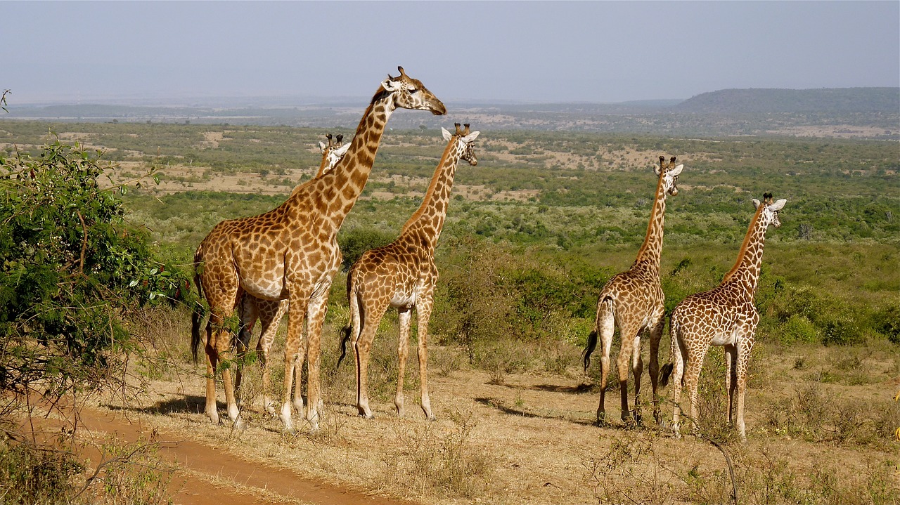 giraffes kenya national park free photo