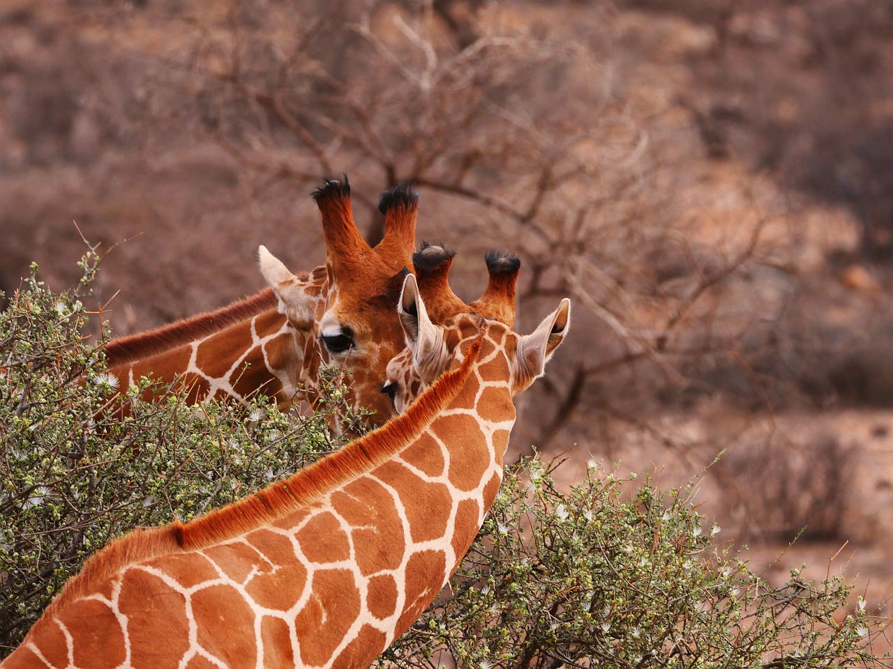 giraffes pair together free photo