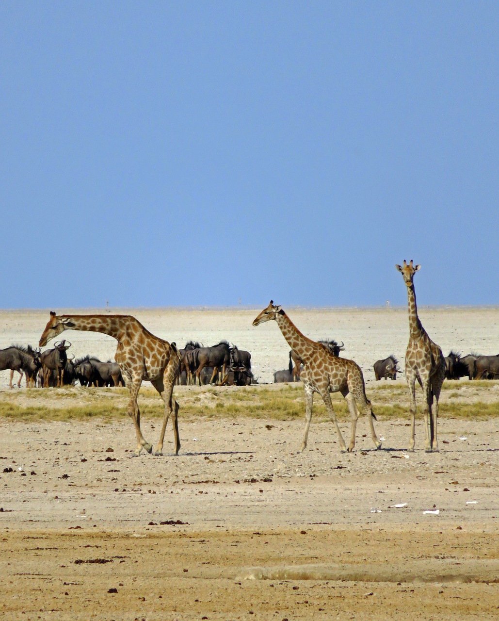 giraffes wildebeest africa free photo