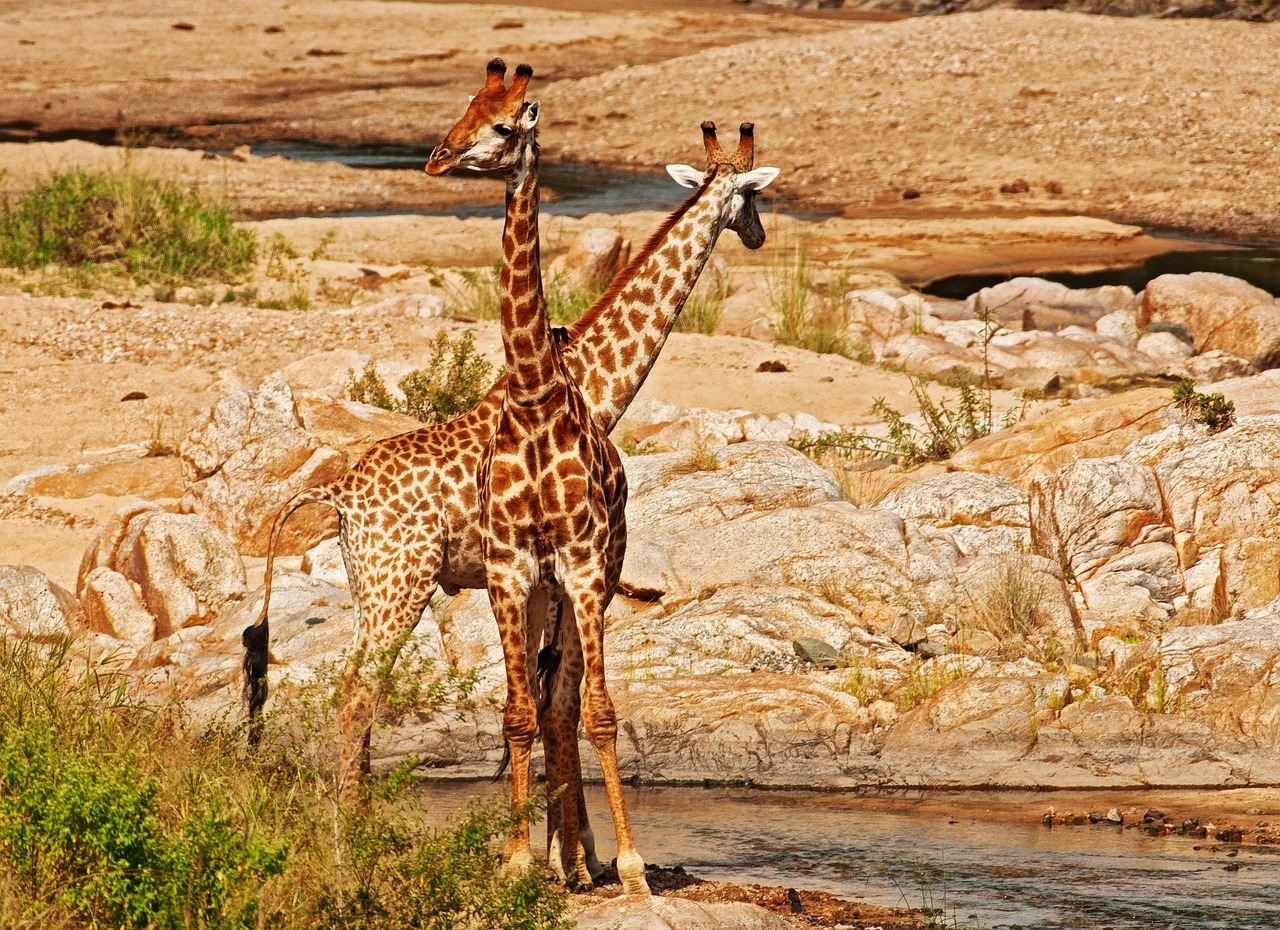 giraffes intertwined river bed free photo